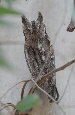 Petit-duc scops 
&copy; Marc Fasol