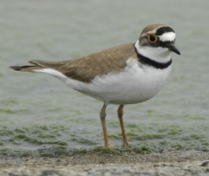 Little Ringed Plover 
&copy; Marc Fasol