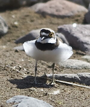 Little Ringed Plover 
&copy; Marc Fasol