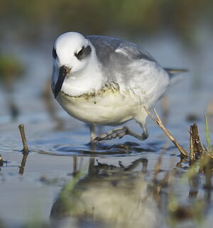 Red Phalarope