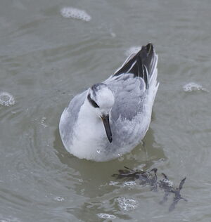 Red Phalarope