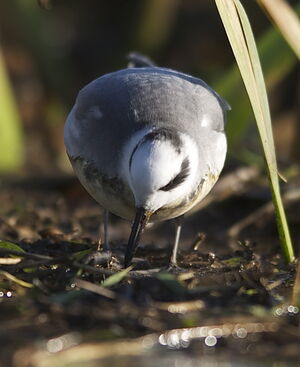 Red Phalarope 
&copy; Marc Fasol