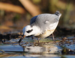 Red Phalarope 
&copy; Marc Fasol