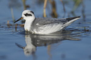 Red Phalarope 
&copy; Marc Fasol