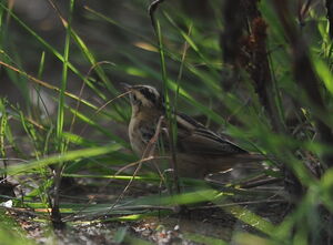Aquatic Warbler