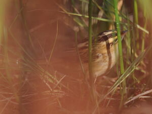 Aquatic Warbler