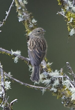 Plumbeous Sierra Finch