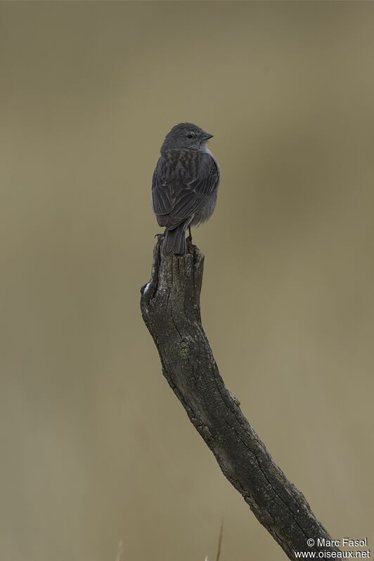 Ash-breasted Sierra Finch male adult, identification
