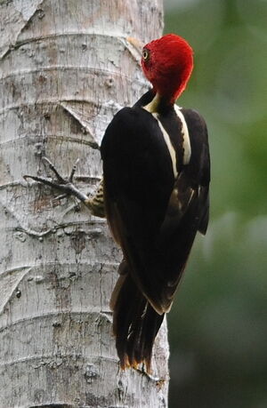 Pale-billed Woodpecker