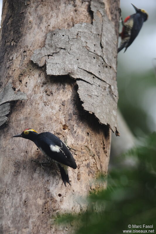 Yellow-tufted Woodpecker male adult, Reproduction-nesting, Behaviour