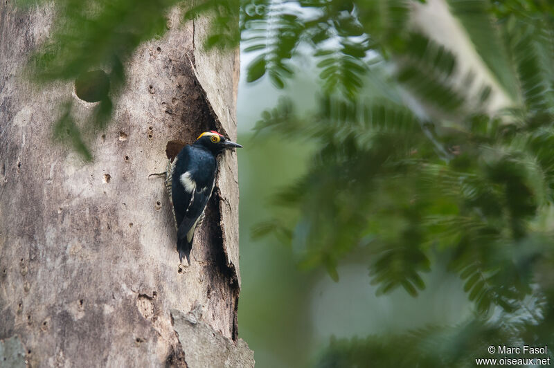 Yellow-tufted Woodpeckeradult, identification, Reproduction-nesting