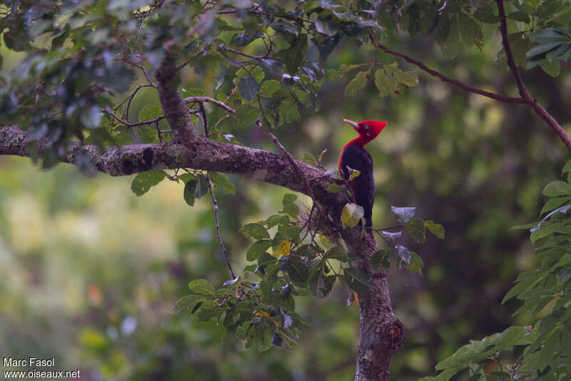 Red-necked Woodpecker male adult, habitat