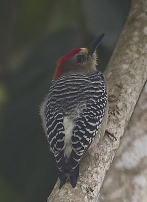 Pic � couronne rouge