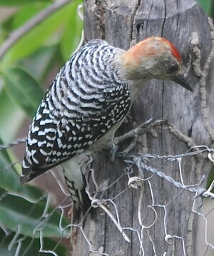 Pic � couronne rouge