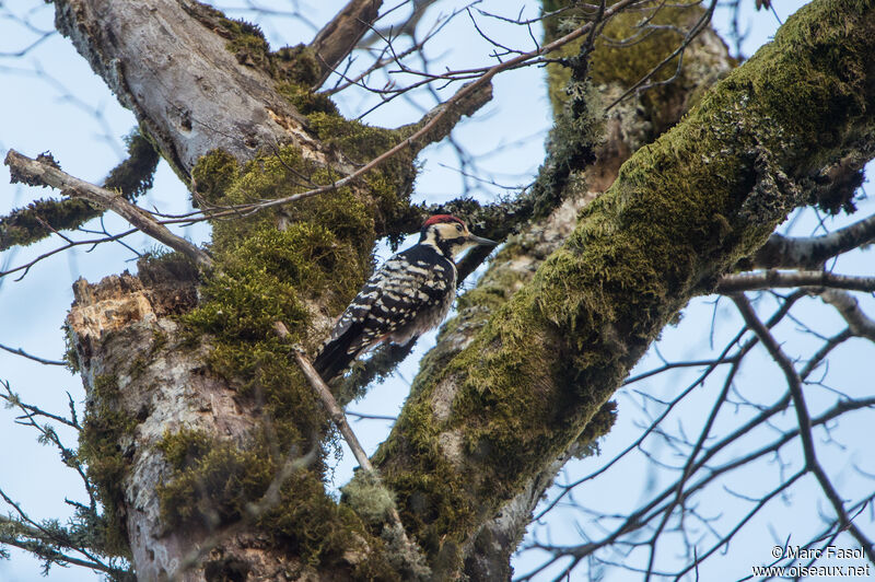 White-backed Woodpecker male adult, identification