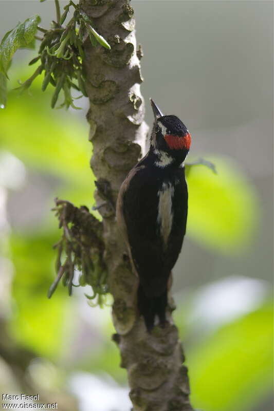 Hairy Woodpecker male adult, identification, feeding habits