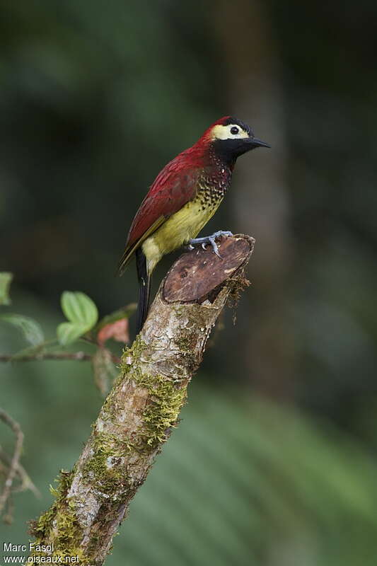 Crimson-mantled Woodpecker female adult, identification