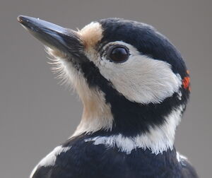 Great Spotted Woodpecker 
&copy; Marc Fasol