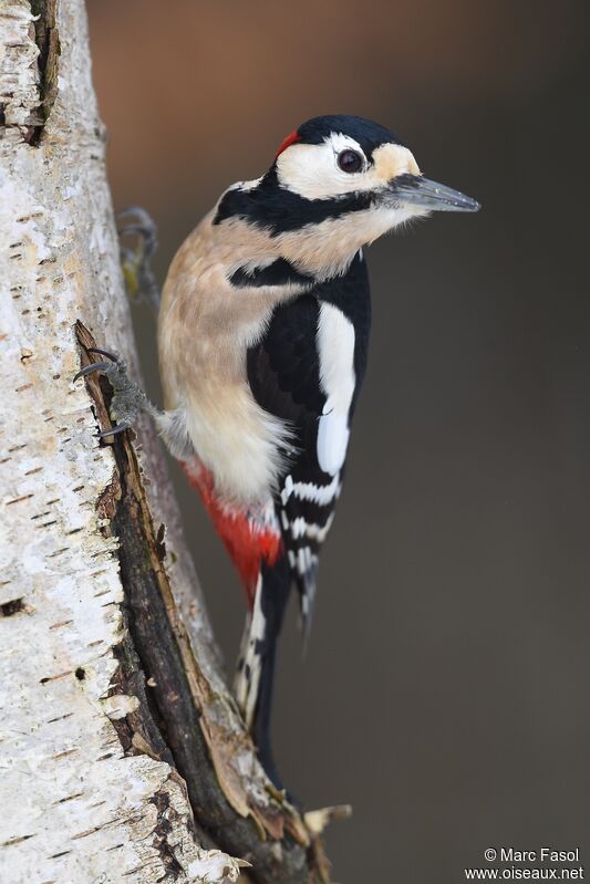 Great Spotted Woodpecker male adult, identification, Behaviour