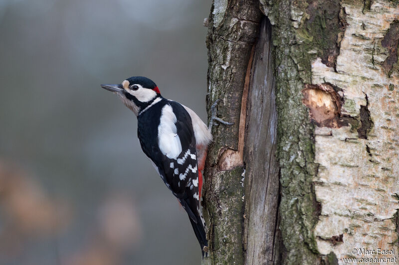 Great Spotted Woodpecker male adult post breeding, identification