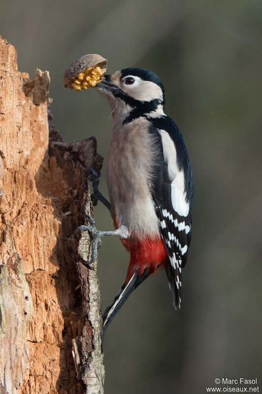 Great Spotted Woodpecker female adult, identification, eats