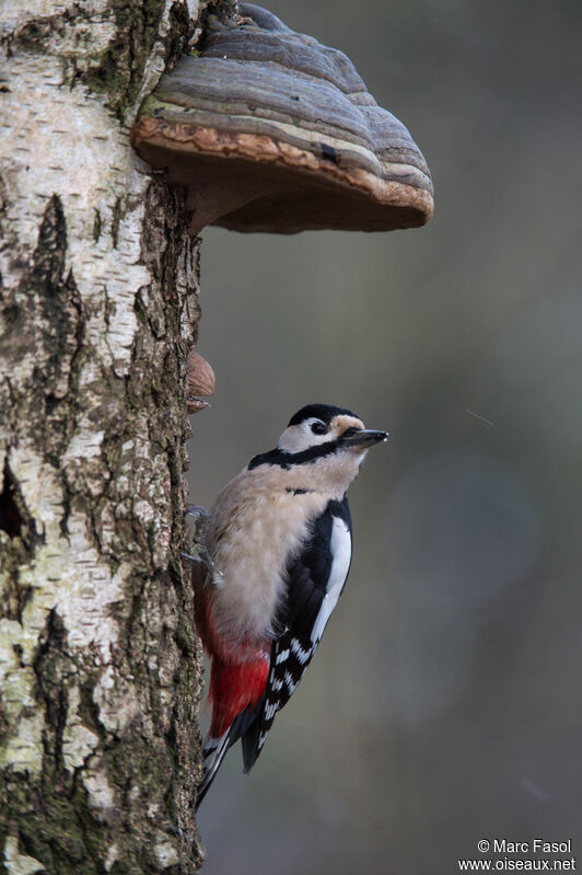 Great Spotted Woodpeckeradult, identification