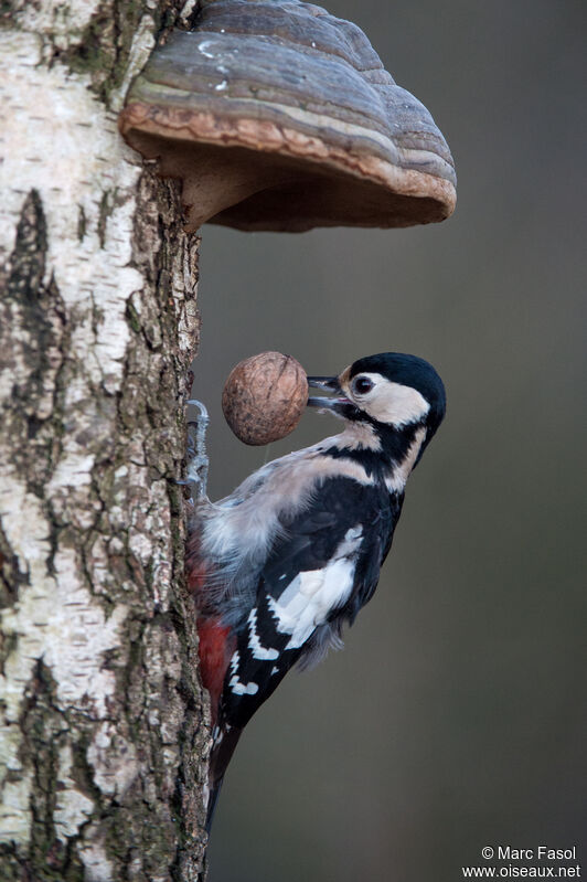 Great Spotted Woodpecker female adult, eats