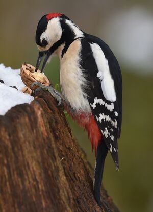Great Spotted Woodpecker