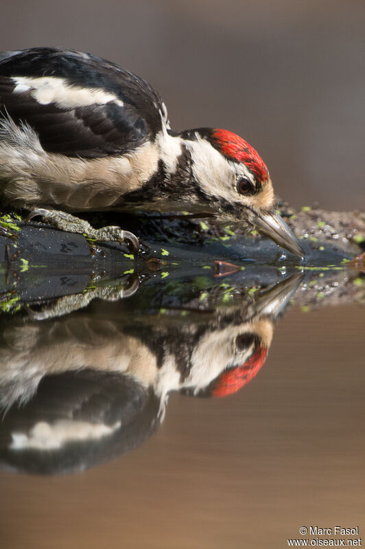 Great Spotted Woodpeckerjuvenile, identification