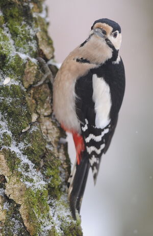 Great Spotted Woodpecker