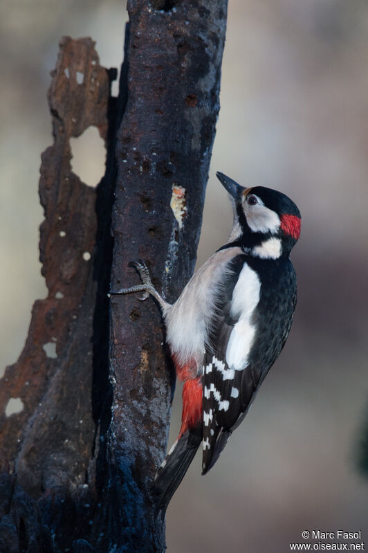 Great Spotted Woodpecker male adult, identification, eats