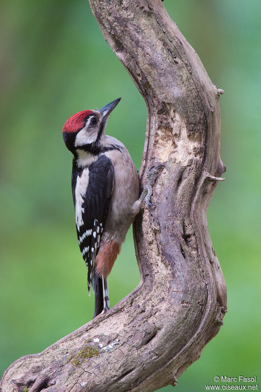 Great Spotted Woodpeckerjuvenile, identification, feeding habits