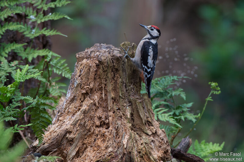 Great Spotted Woodpeckerjuvenile, habitat