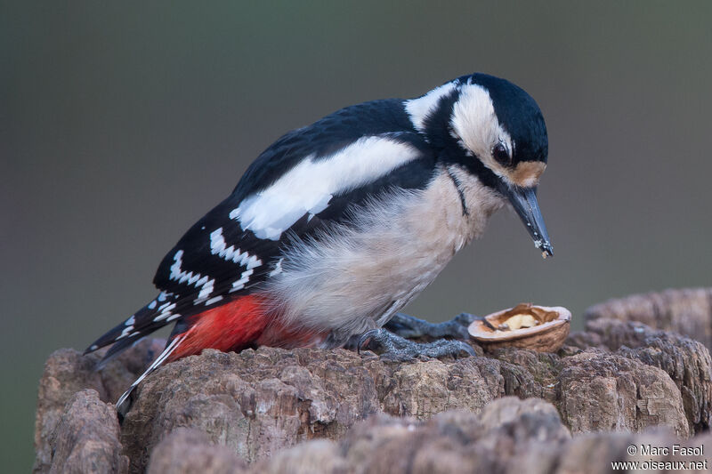 Great Spotted Woodpecker female adult, identification, feeding habits, eats