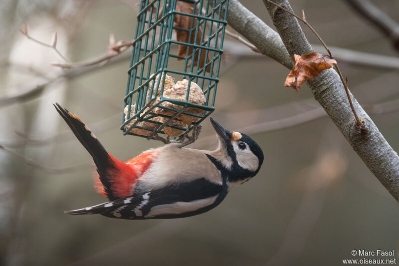 Great Spotted Woodpecker female adult post breeding, eats