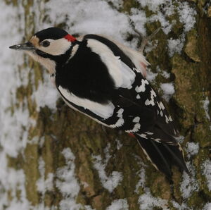 Great Spotted Woodpecker 
&copy; Marc Fasol