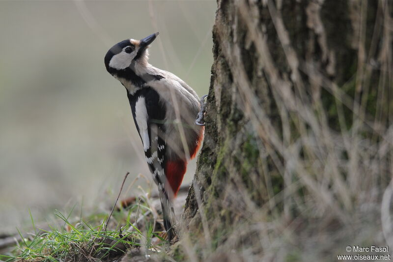 Great Spotted Woodpecker female, identification, Behaviour