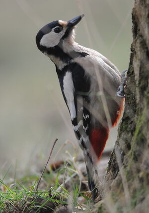 Great Spotted Woodpecker 
&copy; Marc Fasol