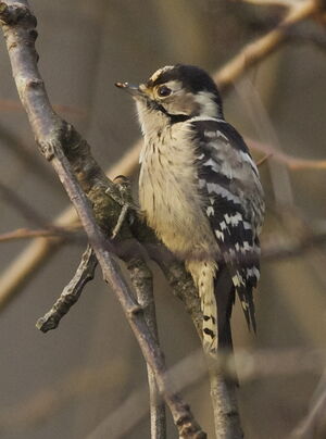 Lesser Spotted Woodpecker
