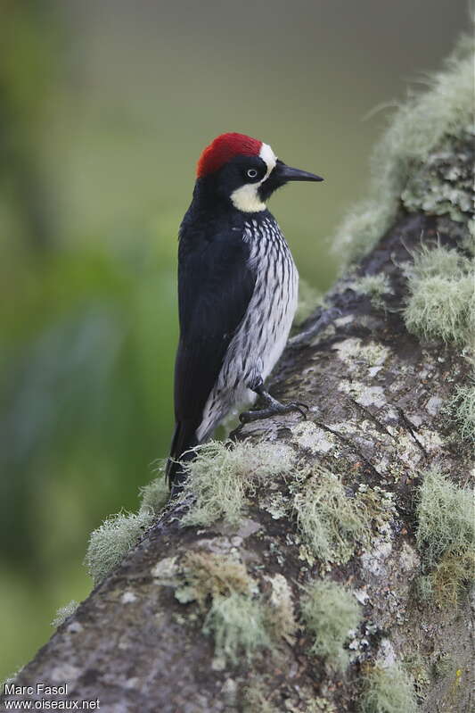 Acorn Woodpecker male adult, close-up portrait