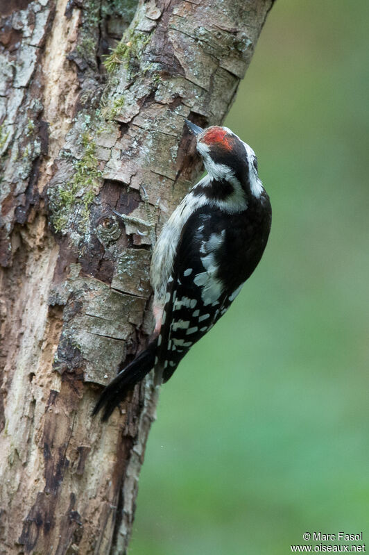 Middle Spotted Woodpecker, moulting, feeding habits, eats