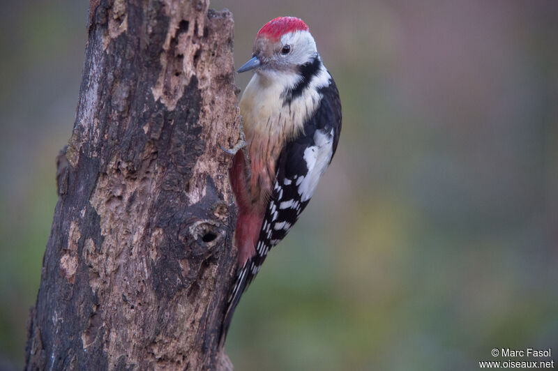 Middle Spotted Woodpeckeradult breeding, identification