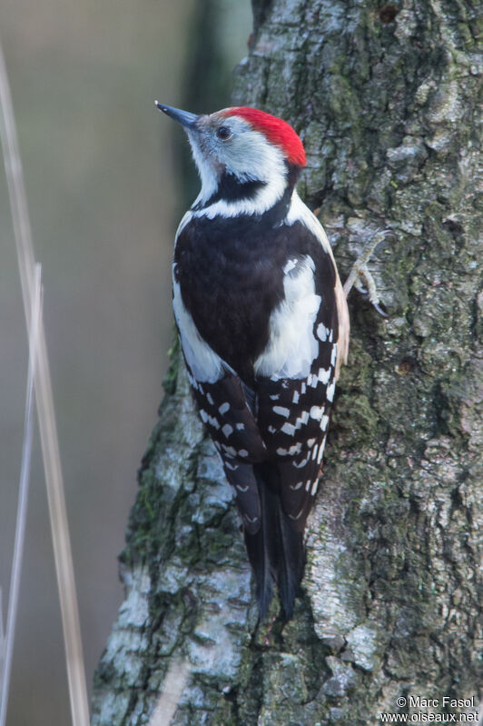 Middle Spotted Woodpeckeradult breeding