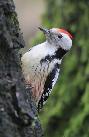 Middle Spotted Woodpecker
