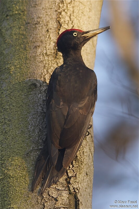 Black Woodpecker male adult breeding, identification, Behaviour