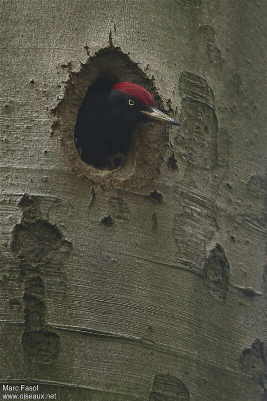 Black Woodpecker male adult breeding, Reproduction-nesting, Behaviour