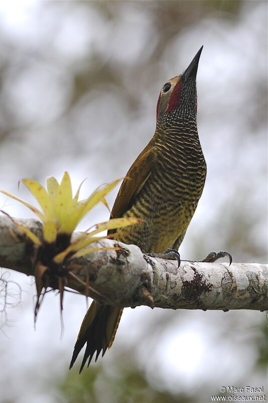 Golden-olive Woodpecker male adult breeding, identification