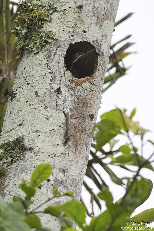 Lineated Woodpecker female adult breeding, identification, Reproduction-nesting