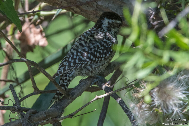 Checkered Woodpecker female adult, identification