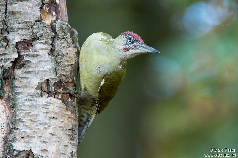 European Green Woodpecker male First year, identification